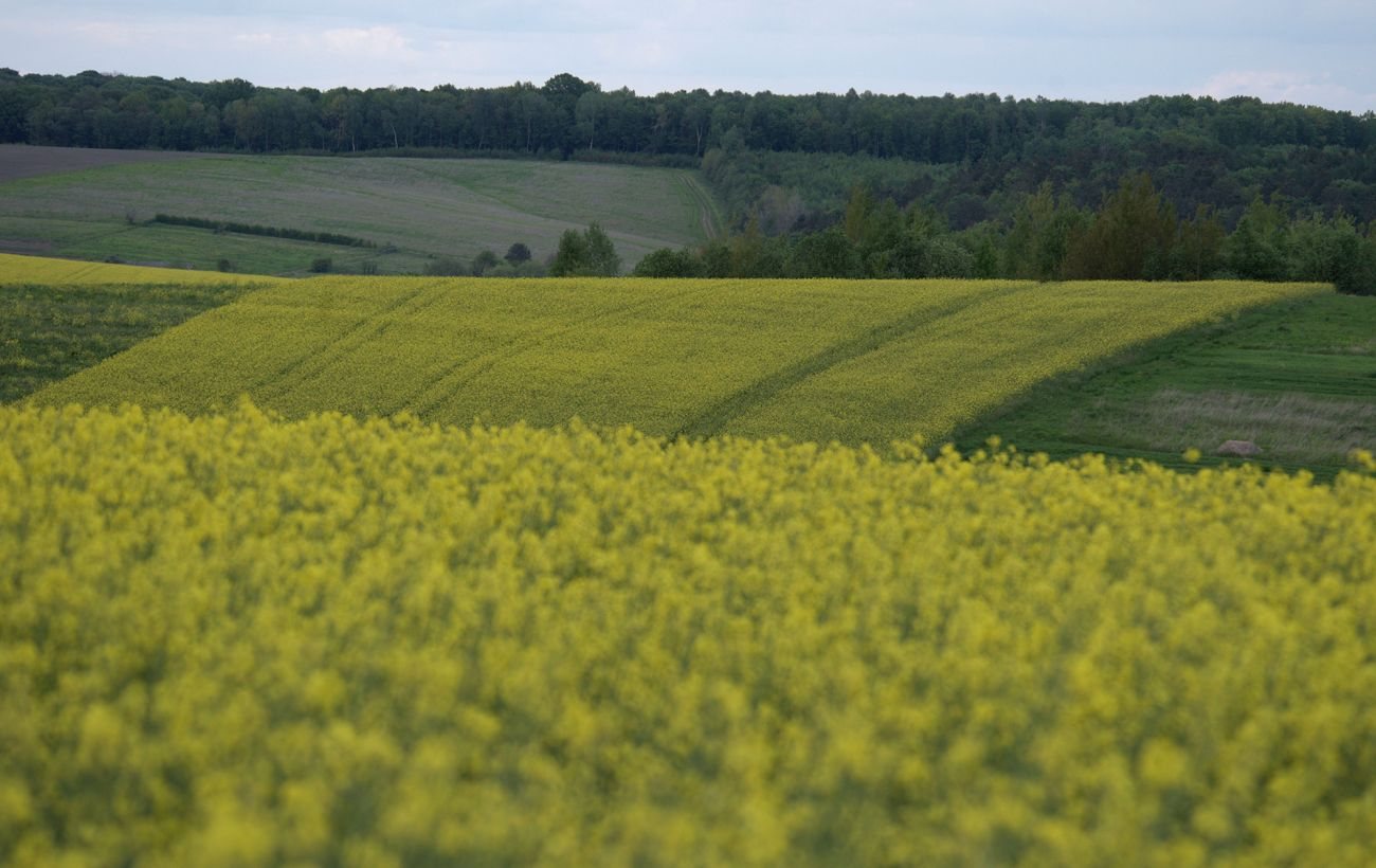 Україна вперше переробила понад 40% урожаю ріпаку всередині країни